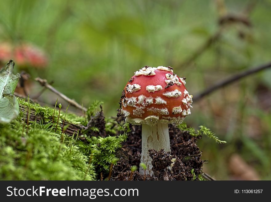 Fungus, Mushroom, Agaric, Edible Mushroom