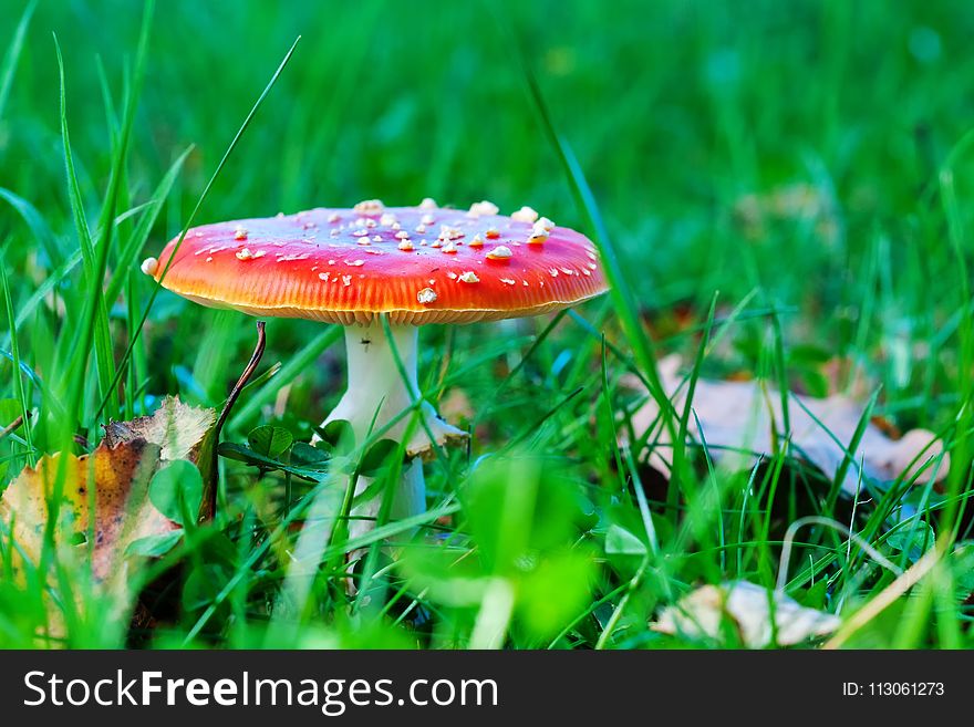 Mushroom, Grass, Fungus, Agaric