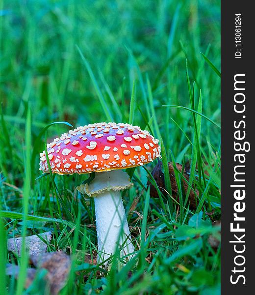 Mushroom, Fungus, Agaric, Edible Mushroom