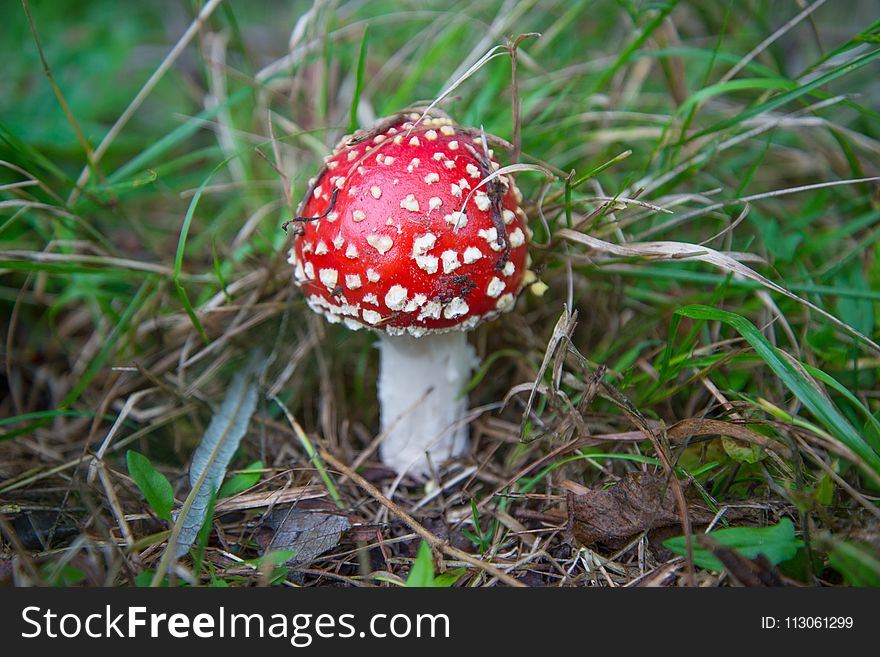 Mushroom, Fungus, Agaric, Edible Mushroom