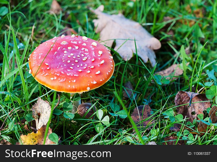 Mushroom, Fungus, Agaric, Edible Mushroom