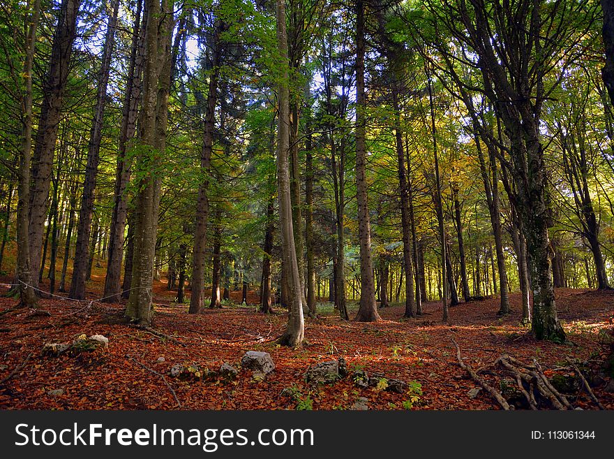 Woodland, Nature, Forest, Ecosystem