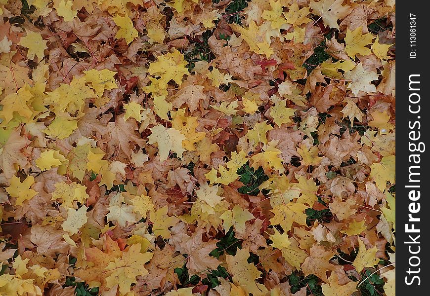 Yellow, Leaf, Autumn, Deciduous