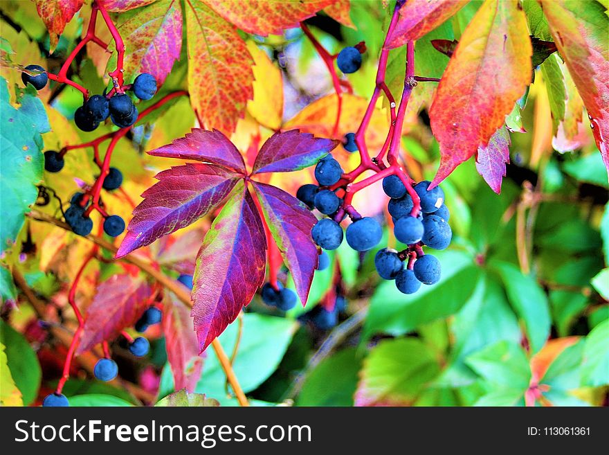 Leaf, Autumn, Plant, Grapevine Family