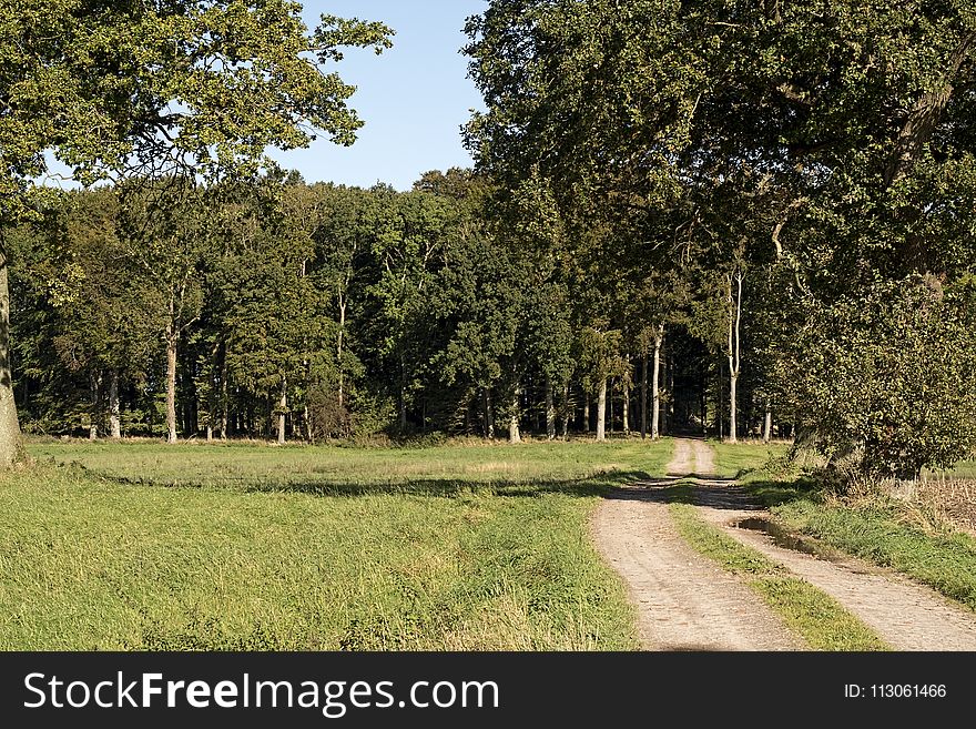 Ecosystem, Tree, Nature Reserve, Vegetation