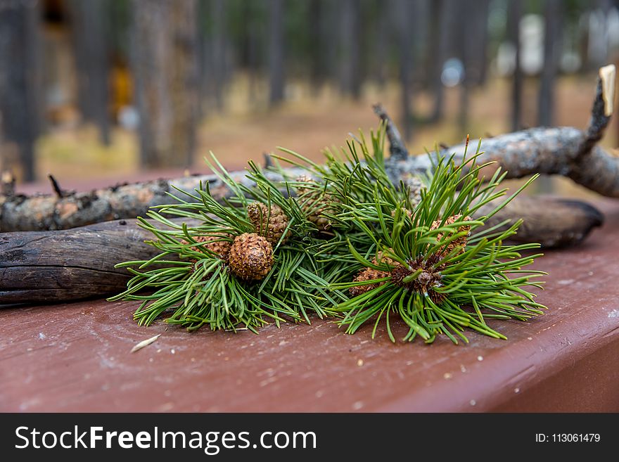 Branch, Tree, Pine Family, Conifer