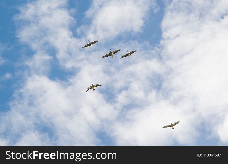 Sky, Flight, Aviation, Cloud