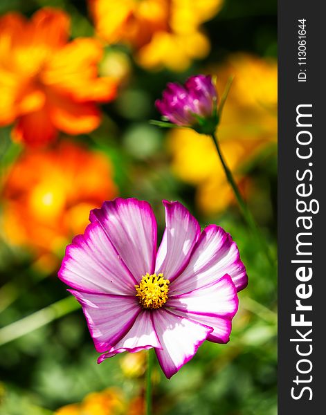 Flower, Garden Cosmos, Flora, Yellow