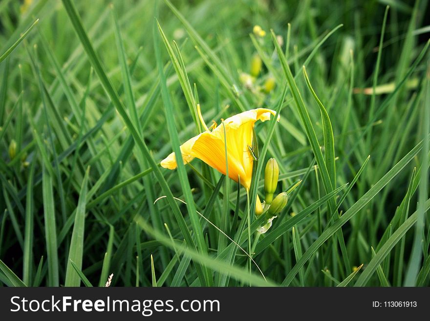 Plant, Flower, Flora, Vegetation