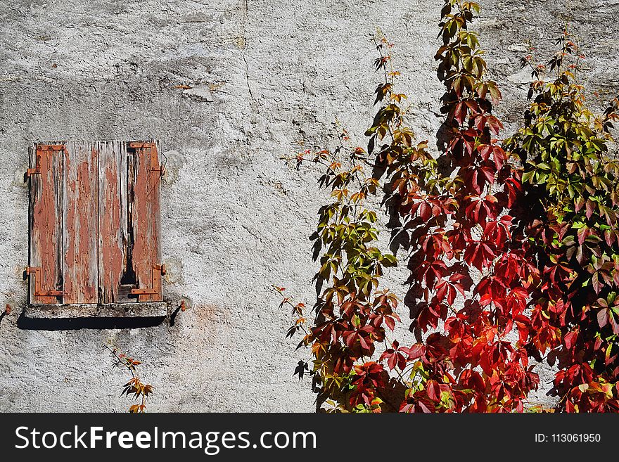 Wall, Winter, Tree, Flower
