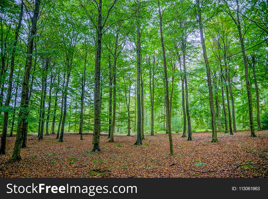 Woodland, Forest, Ecosystem, Nature