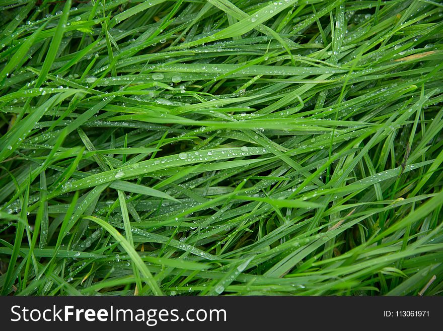 Grass, Grass Family, Sweet Grass, Moisture