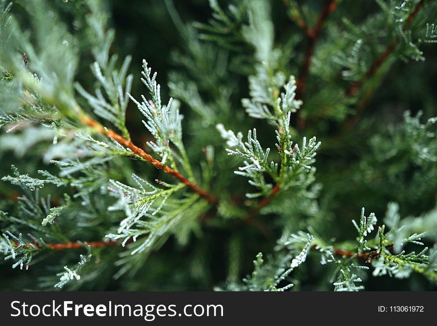 Branch, Tree, Conifer, Pine Family