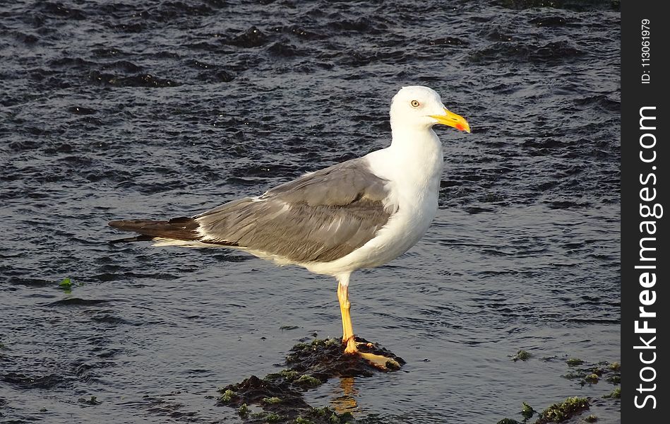 Bird, Gull, Seabird, European Herring Gull