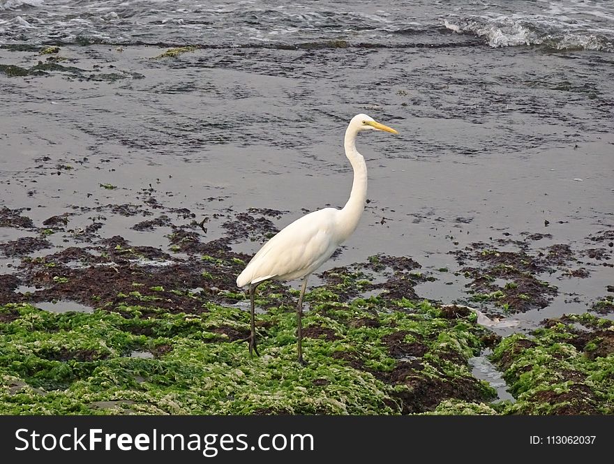 Bird, Great Egret, Egret, Heron