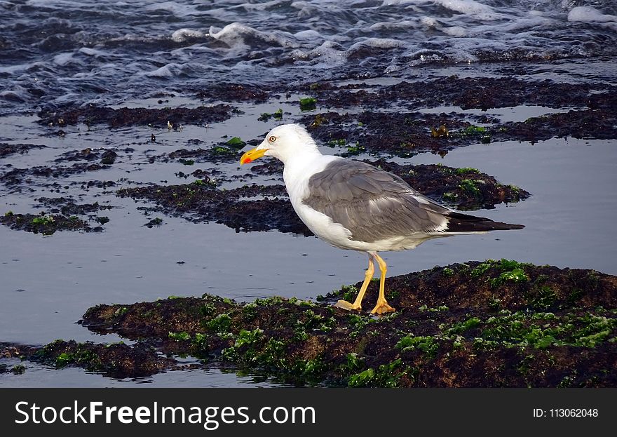 Bird, Seabird, Ecosystem, Gull