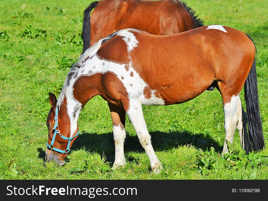 Horse, Pasture, Grazing, Mare