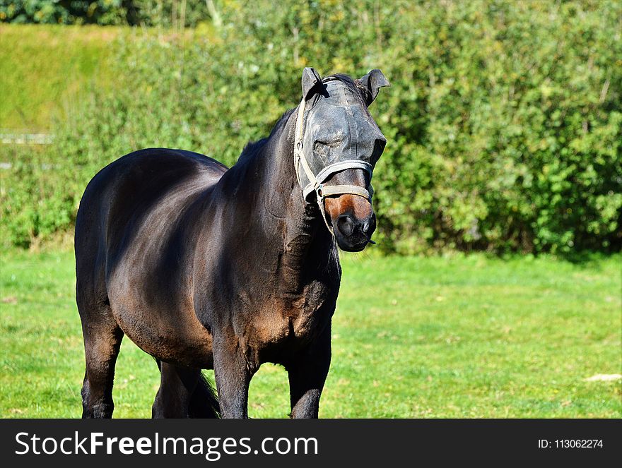 Horse, Pasture, Stallion, Mare