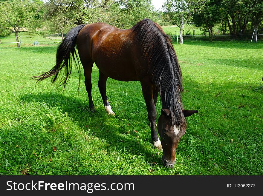 Horse, Pasture, Grazing, Grass