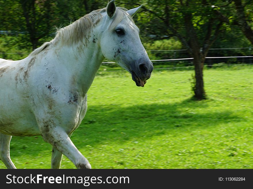 Horse, Pasture, Ecosystem, Mane