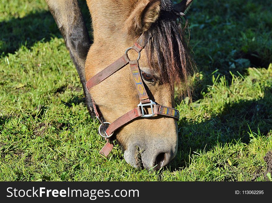 Bridle, Horse, Grass, Fauna