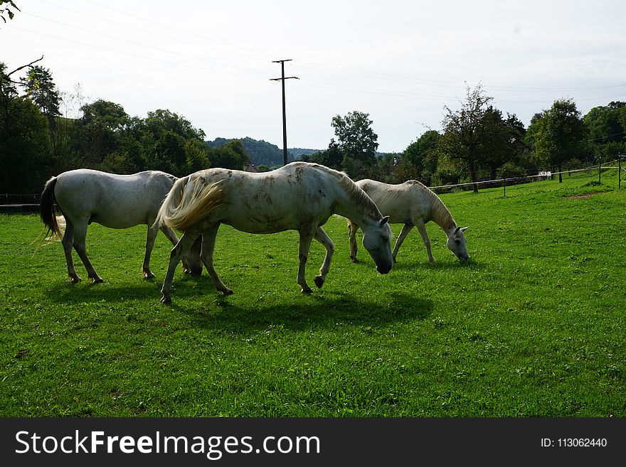 Horse, Pasture, Grassland, Grazing