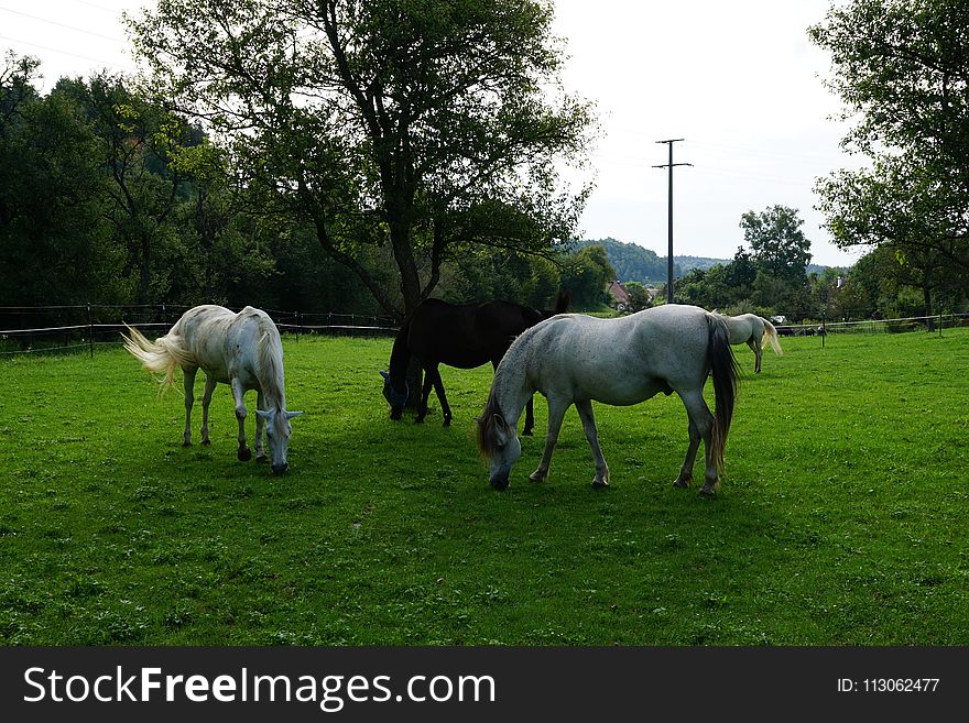 Horse, Pasture, Grassland, Grazing