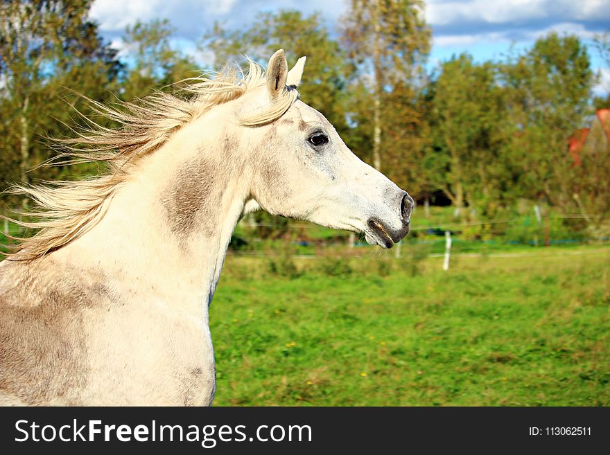 Horse, Pasture, Horse Like Mammal, Fauna