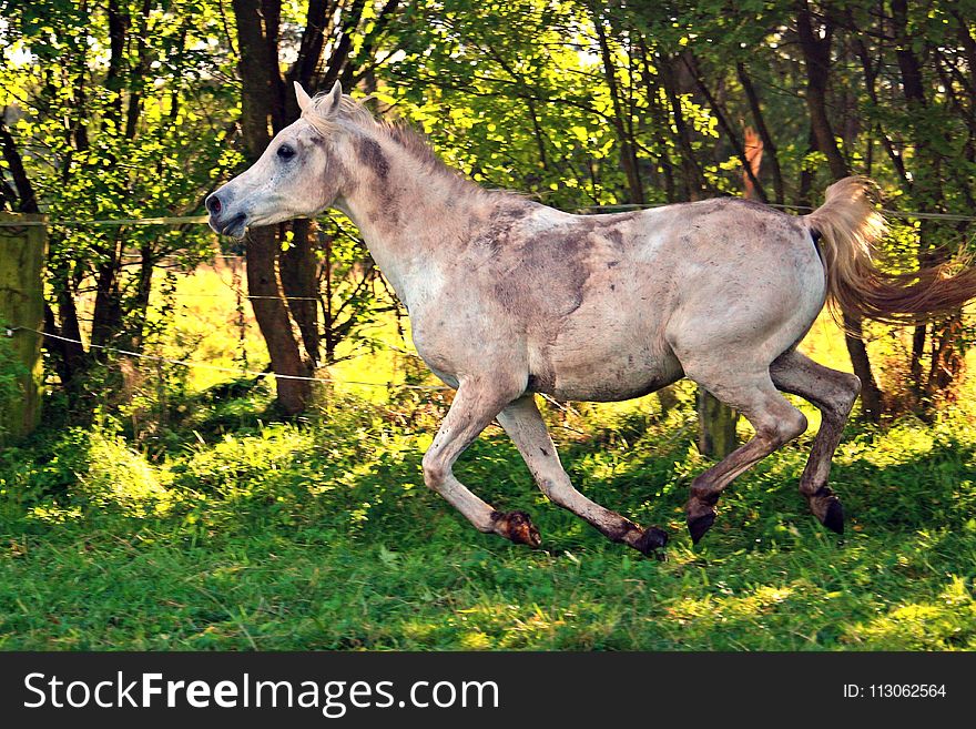 Horse, Ecosystem, Fauna, Horse Like Mammal