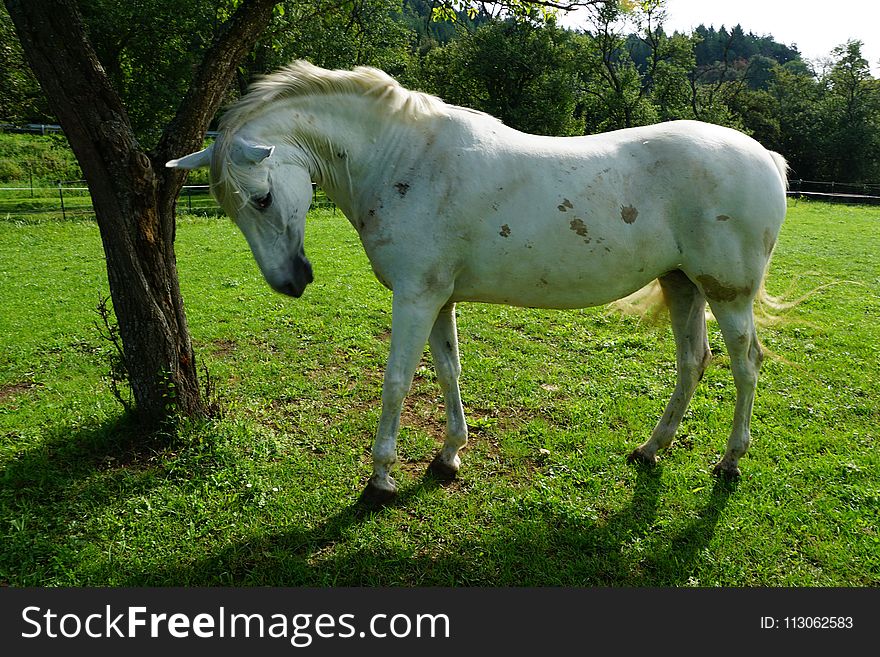 Horse, Pasture, Horse Like Mammal, Ecosystem