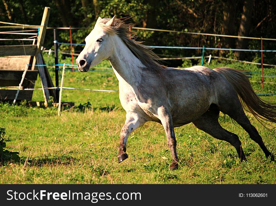 Horse, Pasture, Mane, Mare