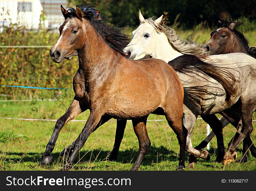 Horse, Horse Like Mammal, Mare, Pasture