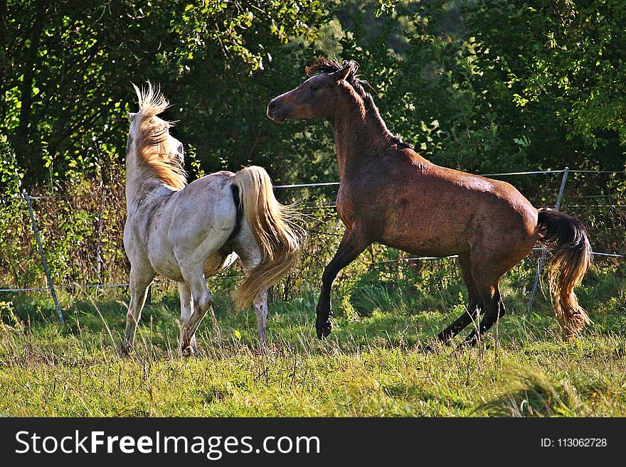 Horse, Pasture, Horse Like Mammal, Mare