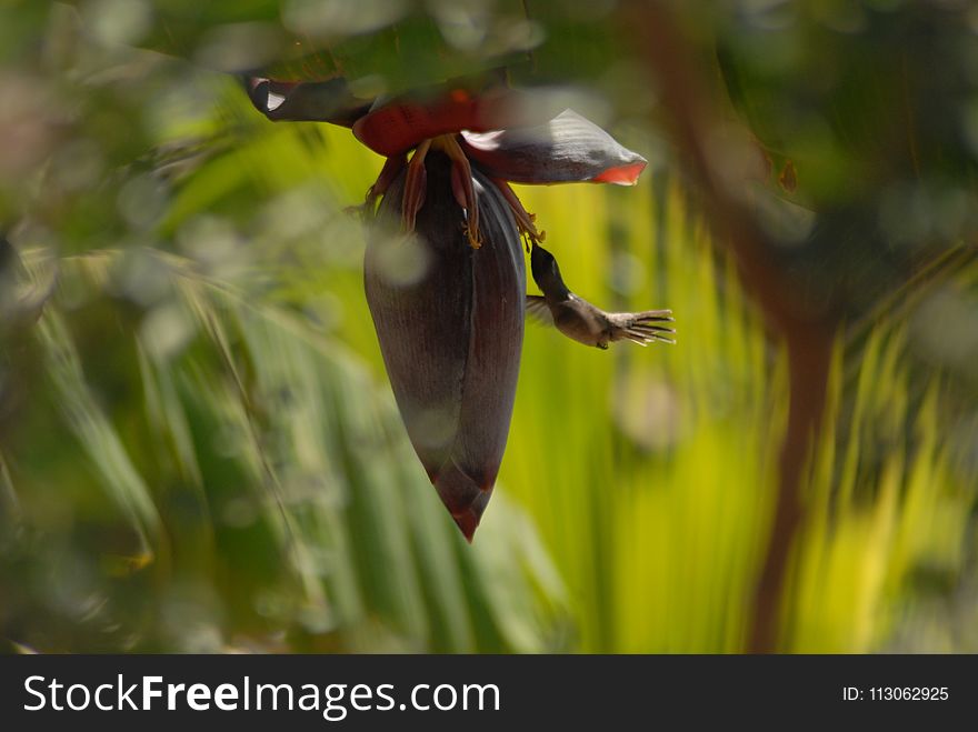 Bird, Fauna, Flora, Beak