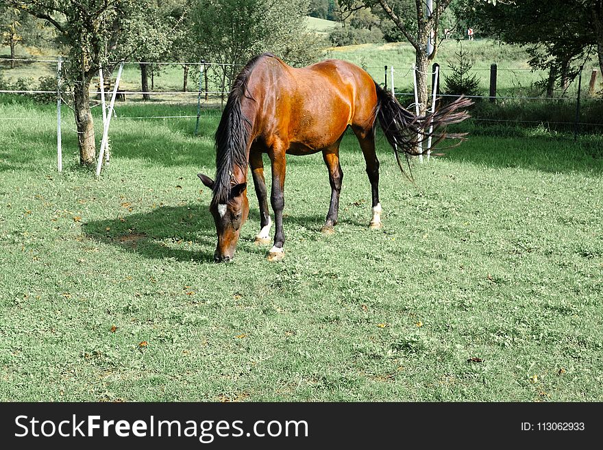 Horse, Pasture, Tree, Grass