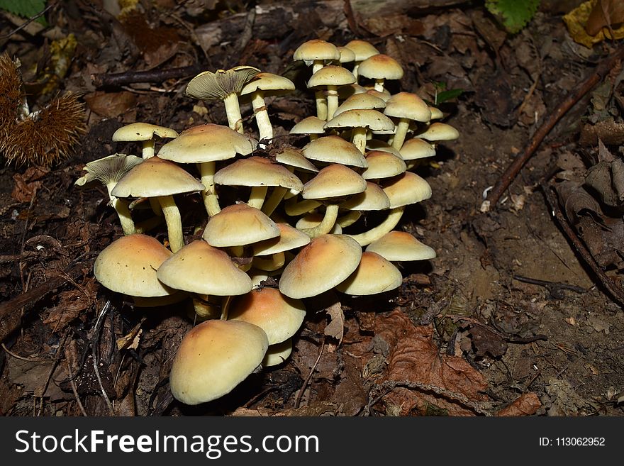 Fungus, Mushroom, Edible Mushroom, Oyster Mushroom