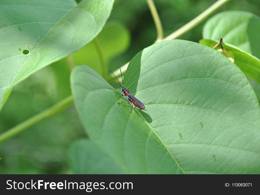 Insect, Leaf, Ecosystem, Organism