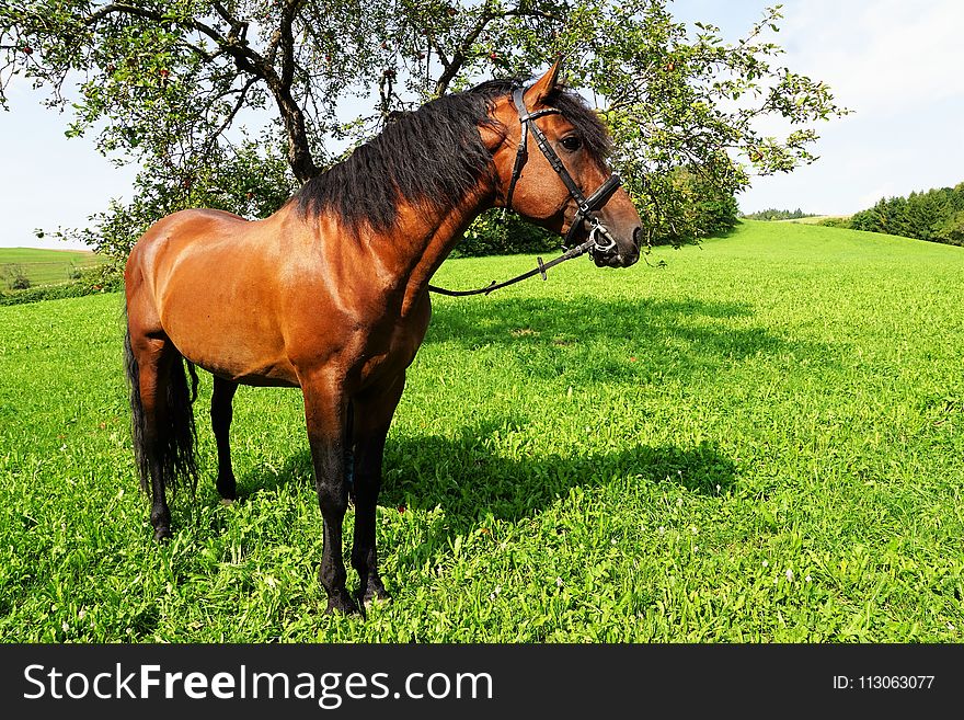 Horse, Bridle, Pasture, Ecosystem