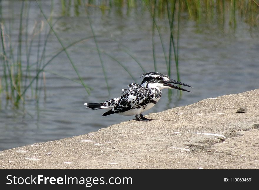 Bird, Fauna, Beak, Water