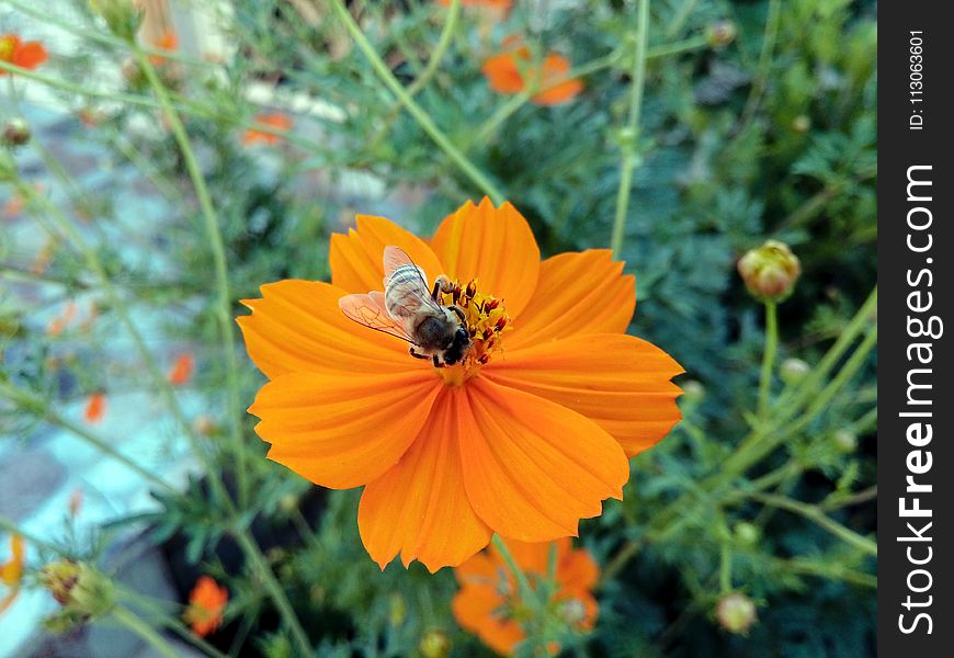 Flower, Nectar, Sulfur Cosmos, Flora