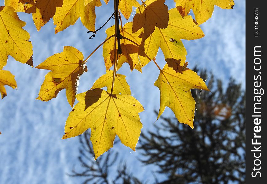 Leaf, Yellow, Autumn, Maple Leaf