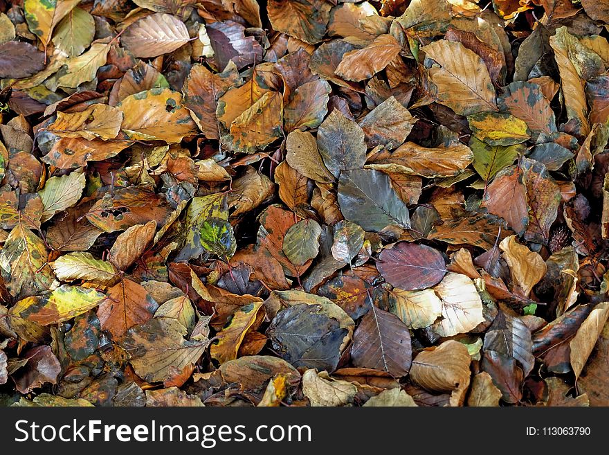 Leaf, Rock, Autumn, Deciduous