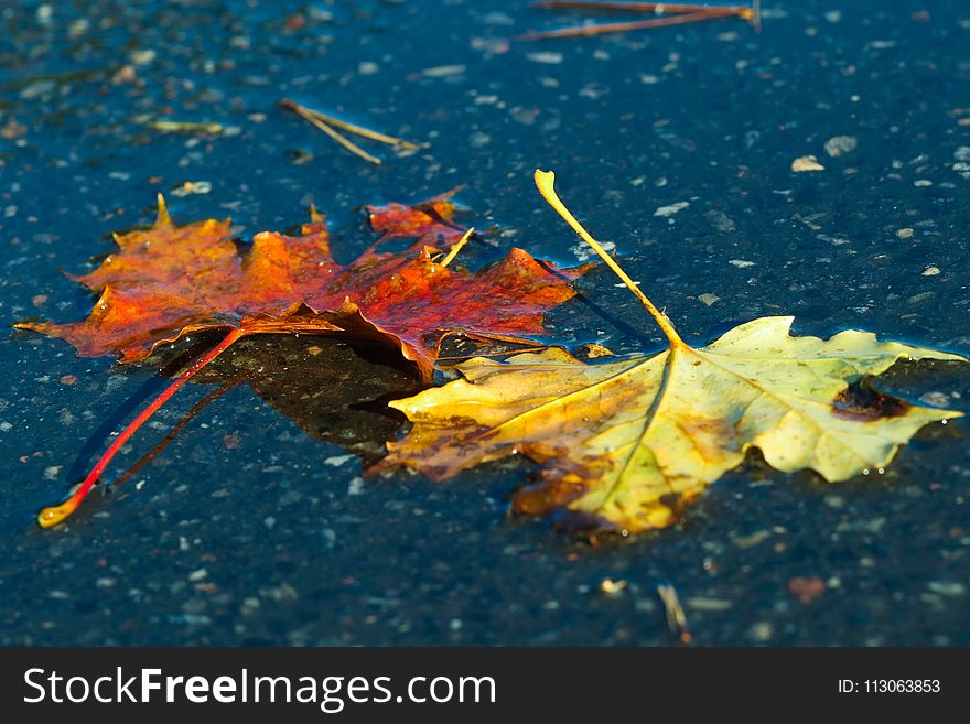 Leaf, Water, Maple Leaf, Autumn