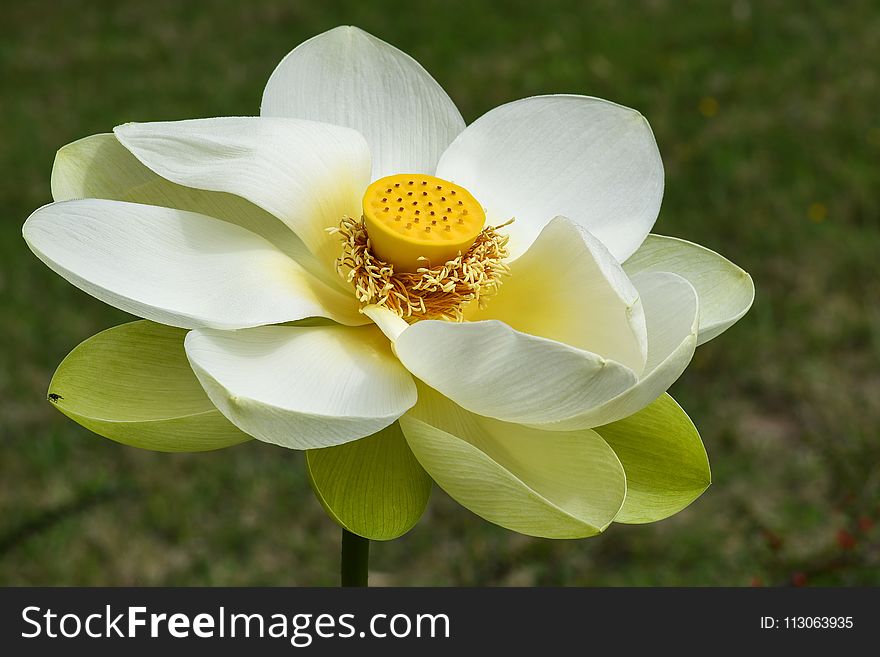 Flower, White, Yellow, Flora