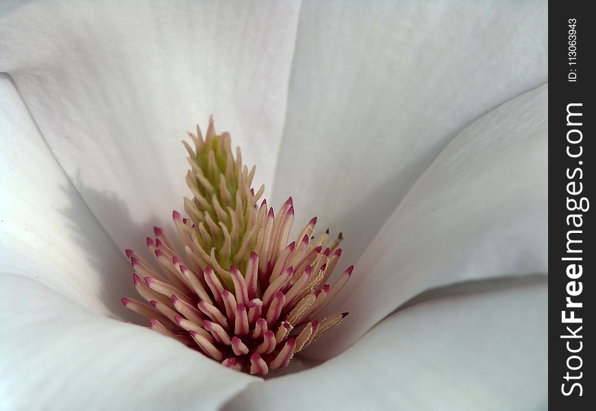 Flower, Close Up, Petal, Flora
