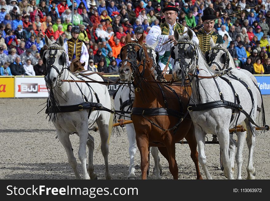 Horse Harness, Jockey, Harness Racing, Rein