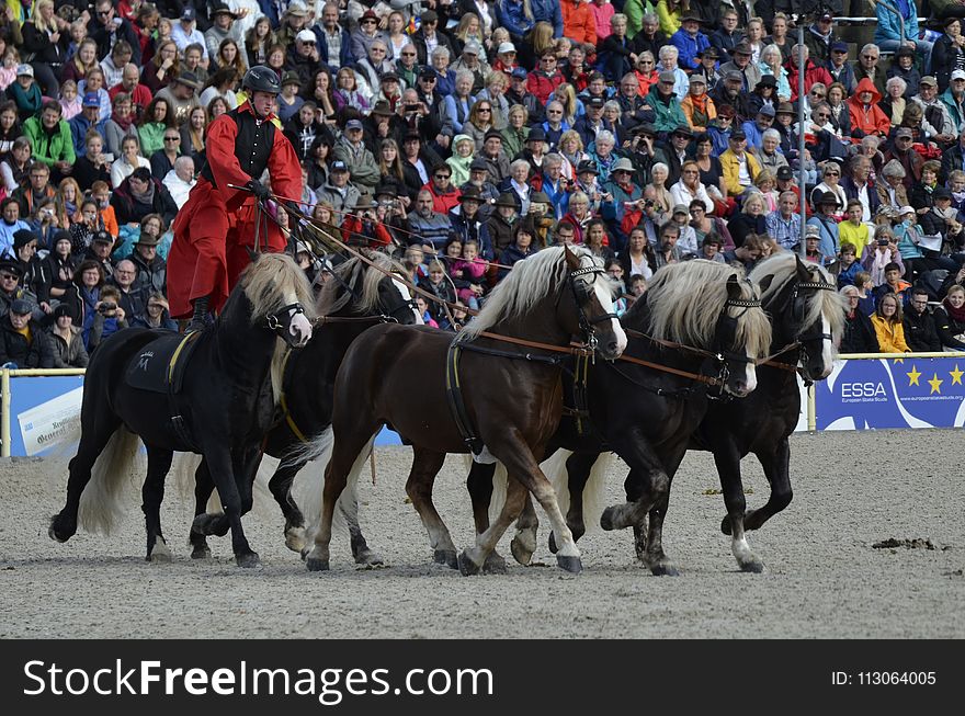 Horse, Horse Harness, Animal Sports, Stallion
