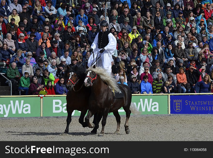 Jockey, Horse, Sport Venue, Stallion