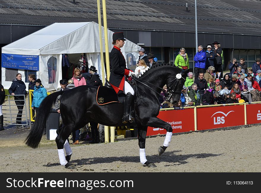 Horse, Equestrianism, English Riding, Animal Sports
