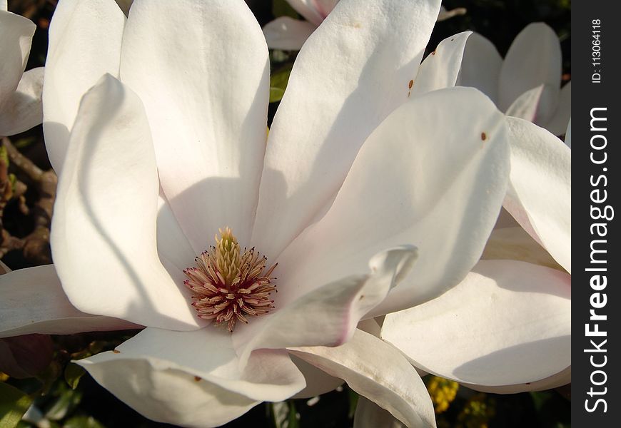 Flower, Plant, Flowering Plant, Magnolia Family